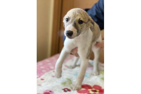 成約済の千葉県のウィペット-118319の2枚目